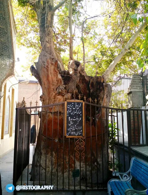 کهن ترین درخت تهران در امامزاده یحیی با عمر نهصد سال