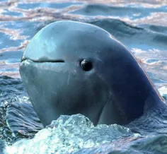 دلفین پوزه کوتاه از کمیاب ترین نوع دلفین ها #بخون