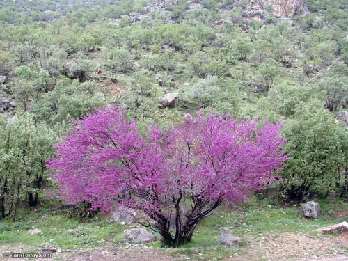 درخت ارغوان دره ارغوان....ایلام