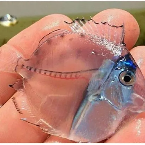 ماهی شفاف بسیار زیبا