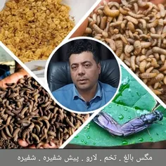 آموزش پرورش مگس سرباز سیاه 