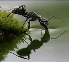 مورچه در حال خوردن آب