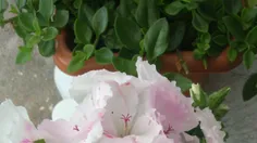 گل اژدر