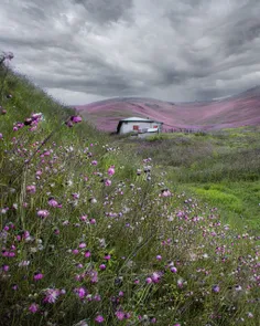 شادمانه به خانه برمی‌گردد