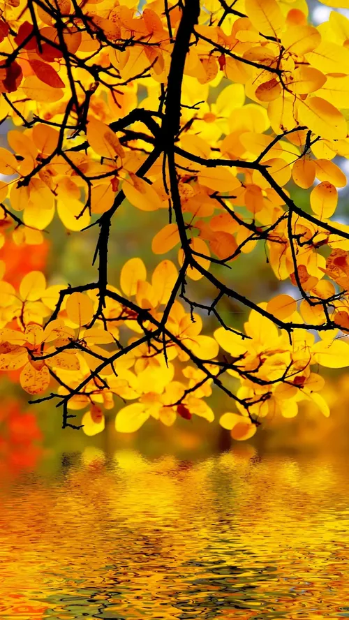 تصویر زمینه پاییز والپیپر برگ