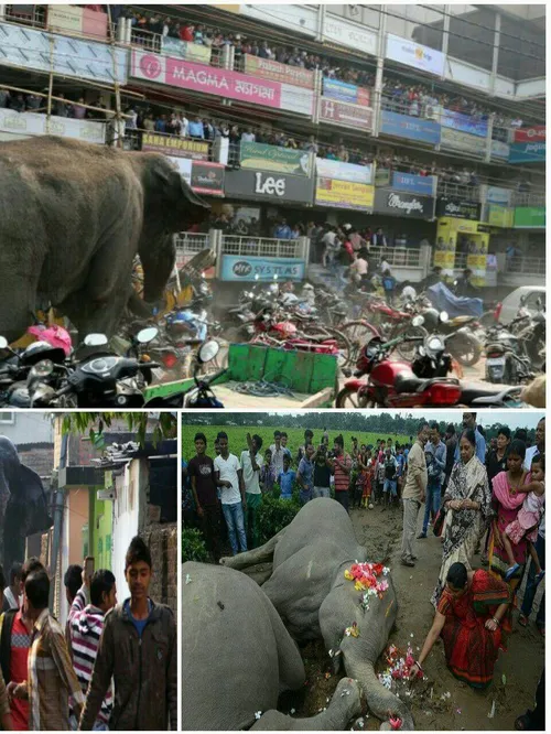 بعد از برخورد قطار در هند با یک فیل که باعث مرگش شد، فیله