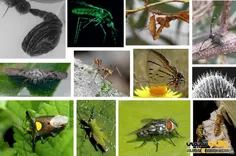 بدن حشره های بالغ از سه قسمت سر، سینه و شکم تشکیل شده است