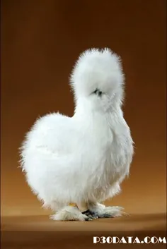 یک نژاد از مرغ