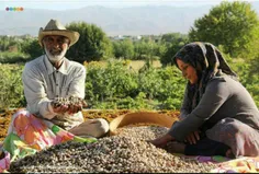 ایران ،خراسان رضوی ،شهرستان#درگز#چاپشلو#پسته