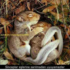 سنجاب نر تا زمانی که سنجاب ماده را در آغوش نگیرد نمیخوابد
