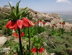 سر کوه بلند  چندان نشینُم