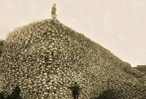 عکسی تکان دهنده از هرمی عظیم که با جمجمه "گاومیش های کوها