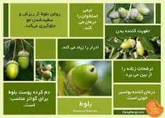 میوه بلوط خوراکی اما بسیار دیر هضم است. تانن ماده موثر مو