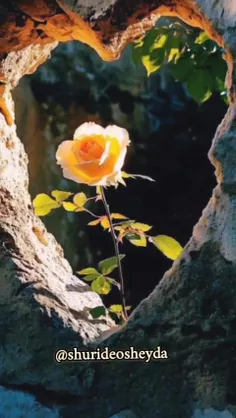 او مرحم است اگر دیگران زخم می زنند