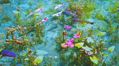 برکه ی زیبای ماهی های رنگارنگ در ژاپن