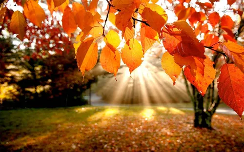 طبیعت منظره فصل پاییز خزان برگ زرد نارنجی قرمز سبز درخت ج