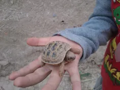 لاکپشت رو با دست بچه مقايسه کنيد ،ببينيد چقدر کوچيک و خوش