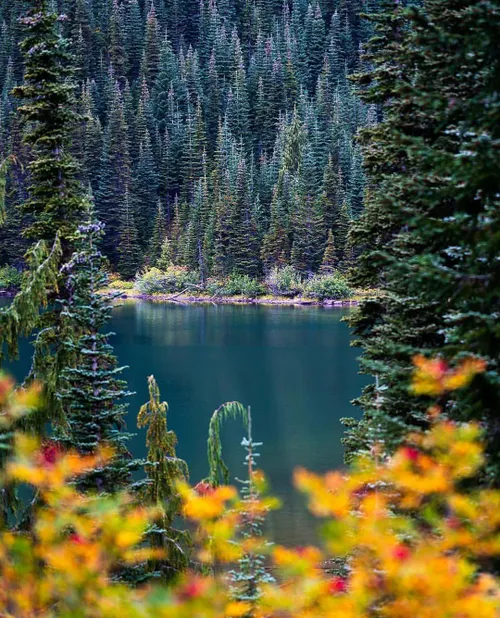 🌏 Mount Rainier national park 🌏