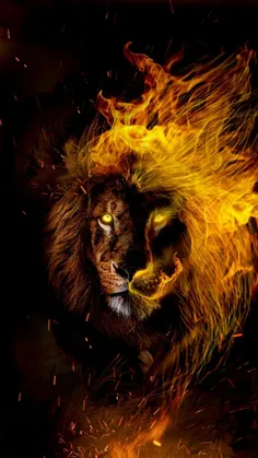 #lion_king #lion #king