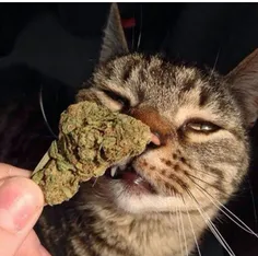 weed_cat