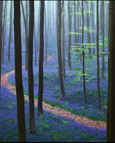 جنگل زیبای«هالربوس»در بلژیک که به نام «جنگل آبی» شهرت دار