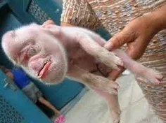 بچه میمون با صورتی به شکل میمون
