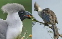 پرنده گمشو "go away bird" پرنده ای بومی آفریقای جنوبی است
