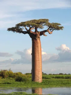 درخت بائوباب در ماداگاسکار که بیش از ۳۰۰ لیتر آب در بدنه 