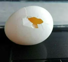 فروش تخم مرغ🥚