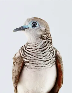 تصاویر دیدنی از کبوترهای رنگین کمانی استرالیایی #عکاسی #ح