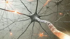 پیوندهای عصبی در  مغز انسان  بیشتر از تعداد ستارگان در که