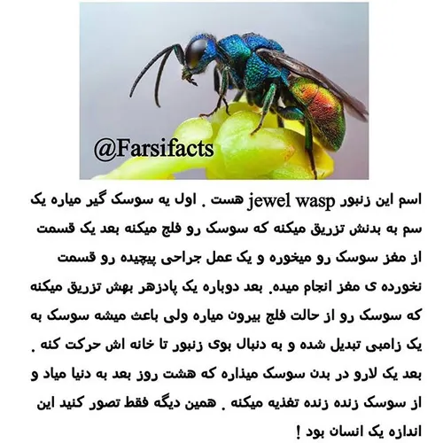 خیلی هم قشنگه ماشالا