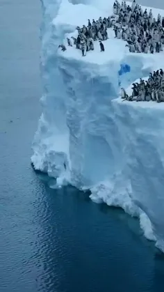 پرش جوجه پنگوئن هاازکوه یخی ۱۵متری