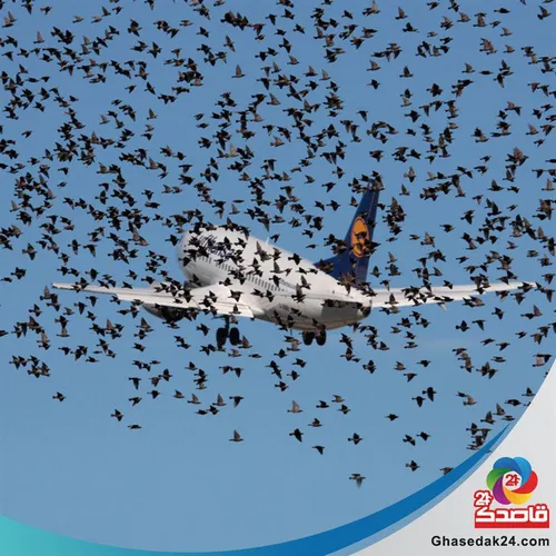 آیا پرنده ها می توانند به ارتفاع هواپیماها برسند؟