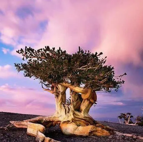 درخت متوشالح کاج زنده بر روی زمین است و ۴۸۴۱ سال عمر دارد