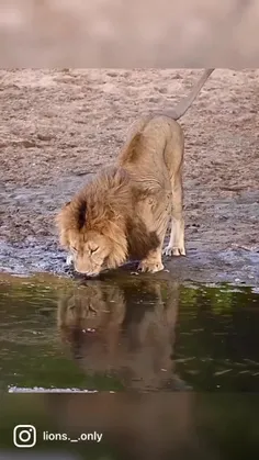سلطان در حال نوشیدن آب