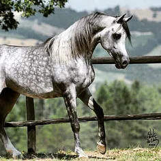 #horse #horses #stallion #stallions #black #blackandwhite