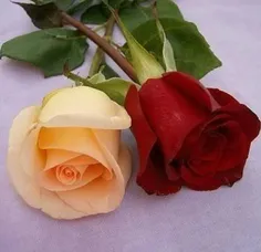 گل تقدیم به همه دوستانم....