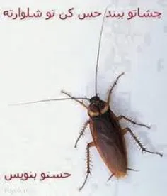 کامنت یادتون نره