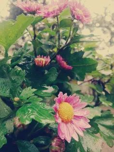 یک روز بارانی و گلهای من...