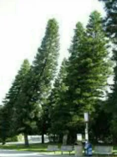 درختانی موسوم به "کاج کوک" که بومی استوا در نواحی اقیانوس