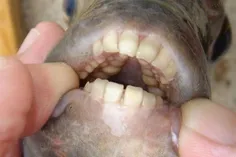 این هم یک نوع ماهی که دندانهای شبیه انسان دارد.