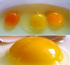 ‼ ️رنگ زرده تخم مرغ به غذای مرغ بستگی دارد هر چه پر رنگ ب