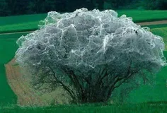 هزاران کرم ابریشم با تنیدن تارهای ابریشم بر درختی در سوئی
