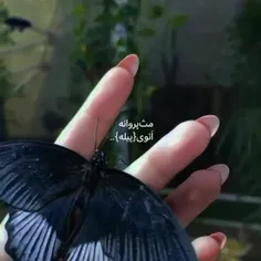 مث پروانه ع تو پیله 🦋🪦