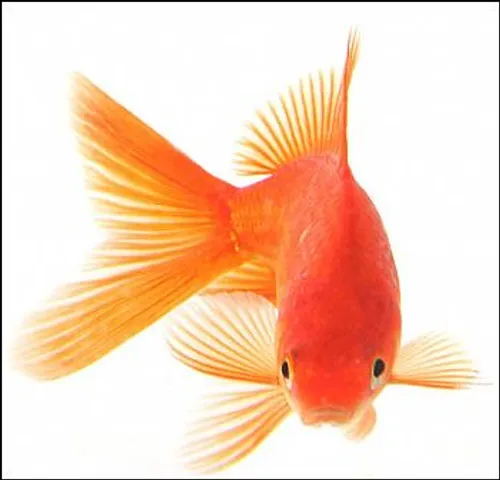 از نظر دینی : ماهی قرمزی را از محل زندگی خود مثل حوض یا ر