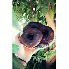 صبح مایل به ظهرتون بخیر😍🍩