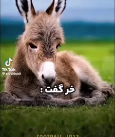 عشق فقط رونالدو❤️