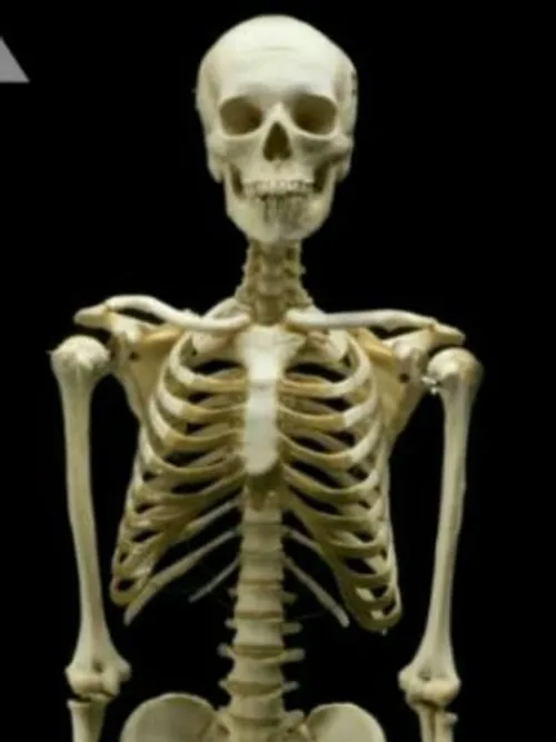 انسان ها با 296 استخوان متولد می شوند اما با 270 استخوان 