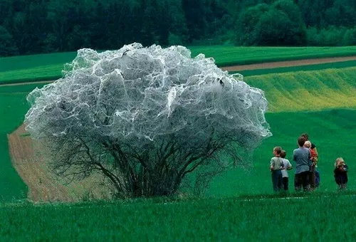 درختی پوشیده شده از پیله کرم ابریشم